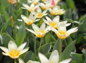 Tulipán Kaufmannův 'The First' - Tulipa Kaufmanniana 'The First'