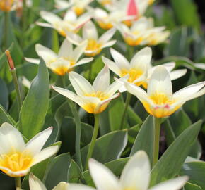 Tulipán Kaufmannův 'The First' - Tulipa Kaufmanniana 'The First'