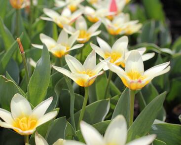 Tulipán Kaufmannův 'The First'