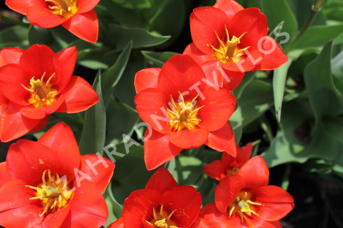 Tulipán Kaufmannův 'Showwinner' - Tulipa Kaufmanniana 'Showwinner'