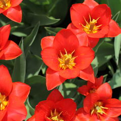 Tulipán Kaufmannův 'Showwinner' - Tulipa Kaufmanniana 'Showwinner'