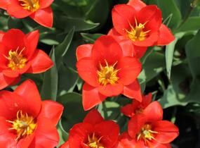 Tulipán Kaufmannův 'Showwinner' - Tulipa Kaufmanniana 'Showwinner'
