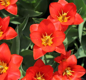 Tulipán Kaufmannův 'Showwinner' - Tulipa Kaufmanniana 'Showwinner'