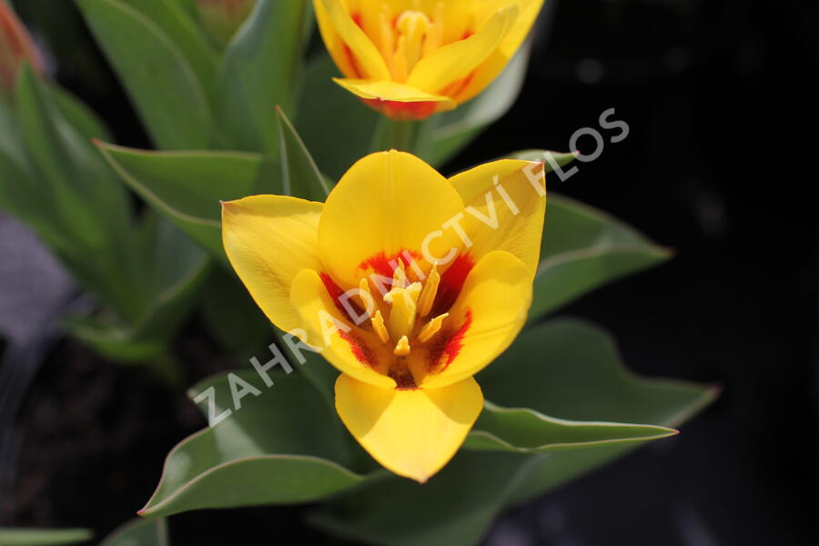 Tulipán Kaufmannův 'Stresa' - Tulipa Kaufmanniana 'Stresa'