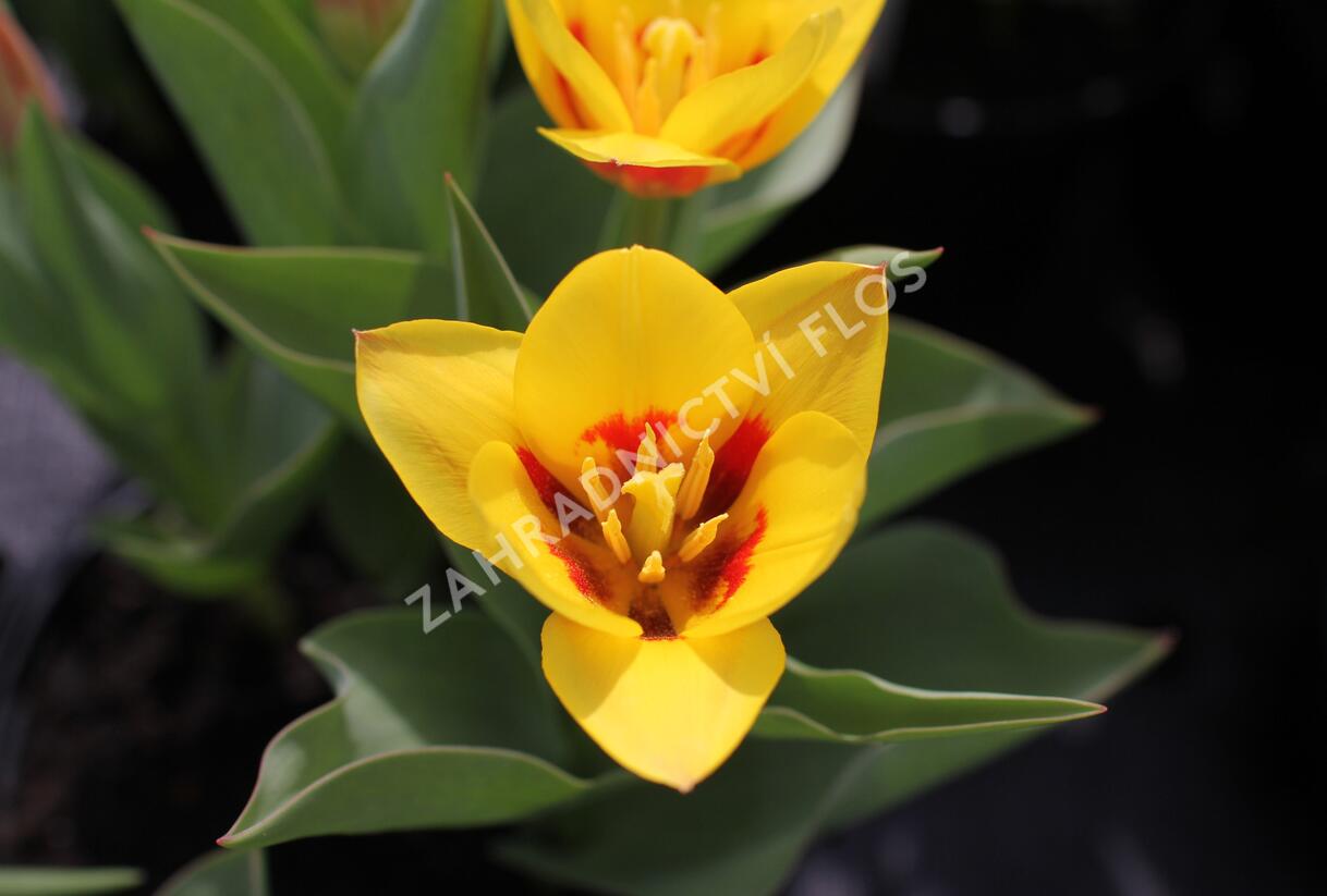 Tulipán Kaufmannův 'Stresa' - Tulipa Kaufmanniana 'Stresa'