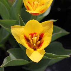 Tulipán Kaufmannův 'Stresa' - Tulipa Kaufmanniana 'Stresa'