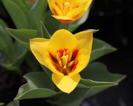 Tulipán Kaufmannův 'Stresa'