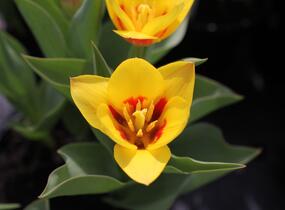 Tulipán Kaufmannův 'Stresa' - Tulipa Kaufmanniana 'Stresa'