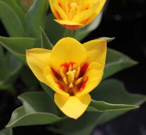 Tulipán Kaufmannův 'Stresa' - Tulipa Kaufmanniana 'Stresa'