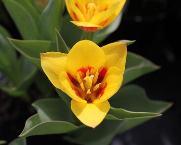 Tulipán Kaufmannův 'Stresa'