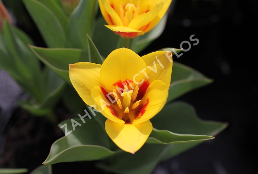 Tulipán Kaufmannův 'Stresa' - Tulipa Kaufmanniana 'Stresa'
