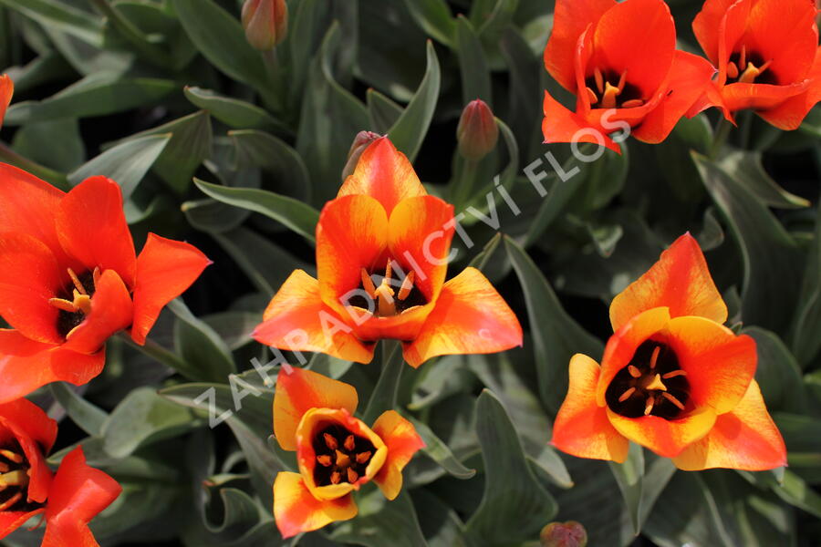 Tulipán Greigův 'Cape Cod' - Tulipa Greigii 'Cape Cod'