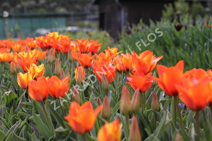 Tulipán Greigův 'Cape Cod' - Tulipa Greigii 'Cape Cod'