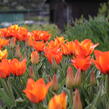 Tulipán Greigův 'Cape Cod' - Tulipa Greigii 'Cape Cod'