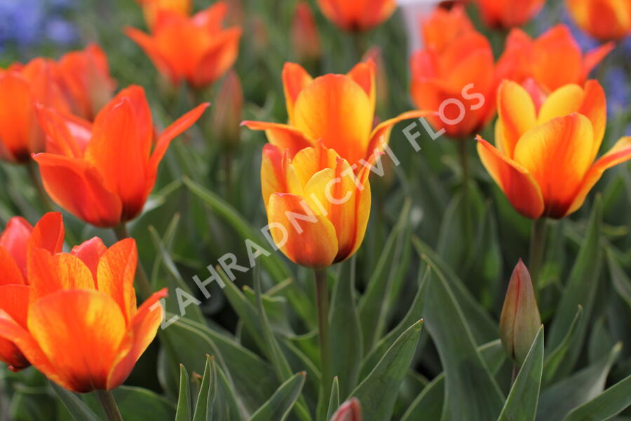 Tulipán Greigův 'Cape Cod' - Tulipa Greigii 'Cape Cod'