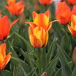 Tulipán Greigův 'Cape Cod' - Tulipa Greigii 'Cape Cod'