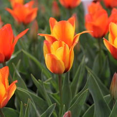 Tulipán Greigův 'Cape Cod' - Tulipa Greigii 'Cape Cod'
