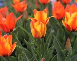 Tulipán Greigův 'Cape Cod'