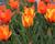 Tulipán Greigův 'Cape Cod'