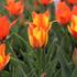Tulipa Greigii 'Cape Cod'_01.JPG