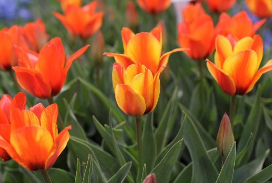 Tulipán Greigův 'Cape Cod' - Tulipa Greigii 'Cape Cod'