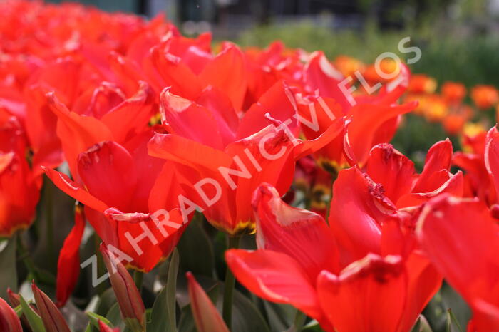 Tulipán Fosterův 'Madame Lefeber' - Tulipa Fosteriana 'Madame Lefeber'