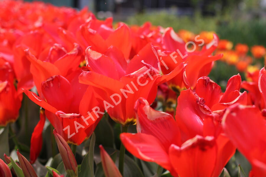Tulipán Fosterův 'Madame Lefeber' - Tulipa Fosteriana 'Madame Lefeber'