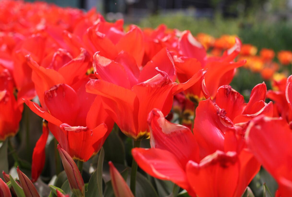 Tulipán Fosterův 'Madame Lefeber' - Tulipa Fosteriana 'Madame Lefeber'