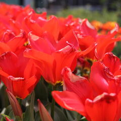 Tulipán Fosterův 'Madame Lefeber' - Tulipa Fosteriana 'Madame Lefeber'