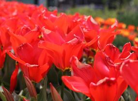 Tulipán Fosterův 'Madame Lefeber' - Tulipa Fosteriana 'Madame Lefeber'