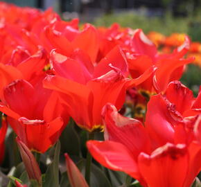 Tulipán Fosterův 'Madame Lefeber' - Tulipa Fosteriana 'Madame Lefeber'