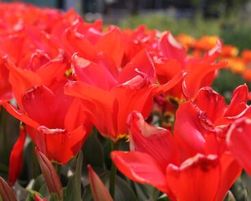 Tulipán Fosterův 'Madame Lefeber'