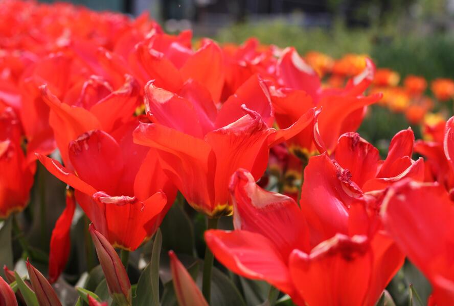 Tulipán Fosterův 'Madame Lefeber' - Tulipa Fosteriana 'Madame Lefeber'