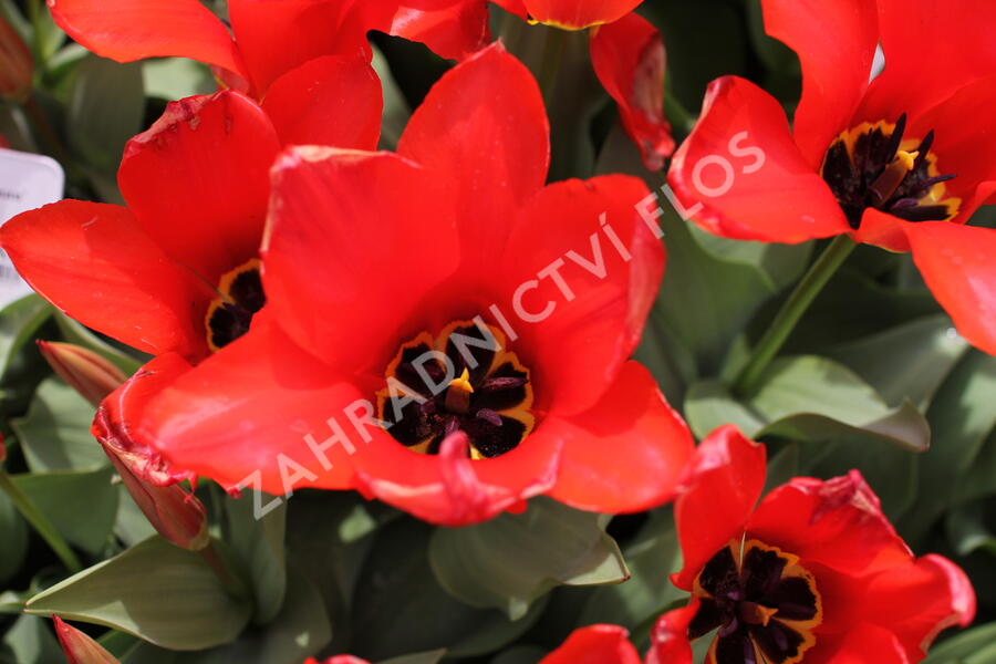 Tulipán Fosterův 'Madame Lefeber' - Tulipa Fosteriana 'Madame Lefeber'