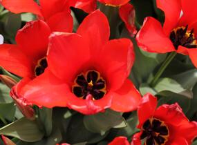 Tulipán Fosterův 'Madame Lefeber' - Tulipa Fosteriana 'Madame Lefeber'