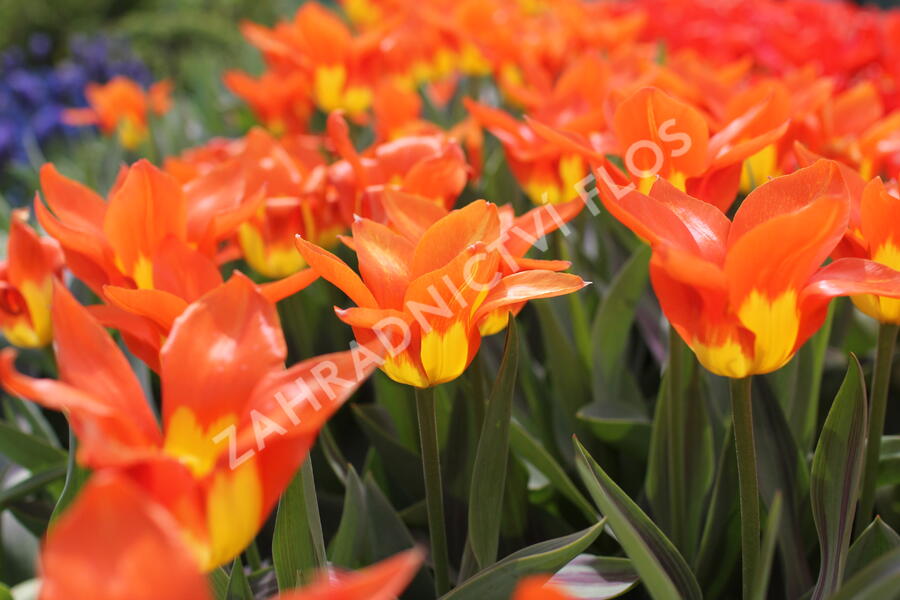 Tulipán Fosterův 'Juan' - Tulipa Fosteriana 'Juan'