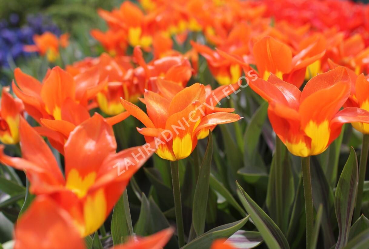 Tulipán Fosterův 'Juan' - Tulipa Fosteriana 'Juan'