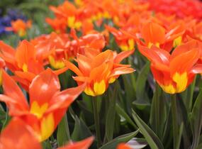 Tulipán Fosterův 'Juan' - Tulipa Fosteriana 'Juan'