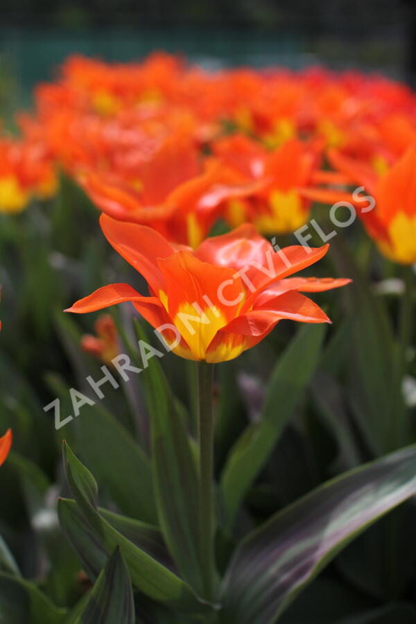 Tulipán Fosterův 'Juan' - Tulipa Fosteriana 'Juan'