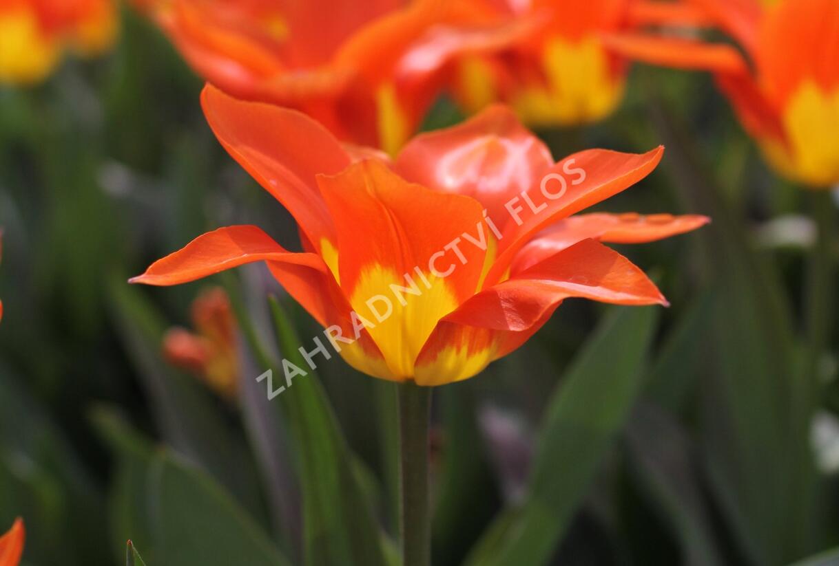Tulipán Fosterův 'Juan' - Tulipa Fosteriana 'Juan'