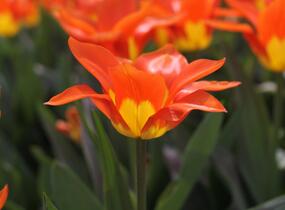 Tulipán Fosterův 'Juan' - Tulipa Fosteriana 'Juan'