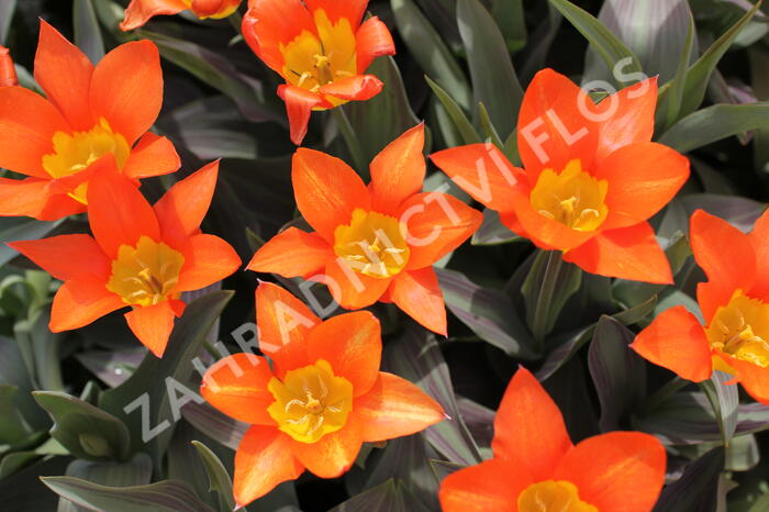 Tulipán Fosterův 'Juan' - Tulipa Fosteriana 'Juan'
