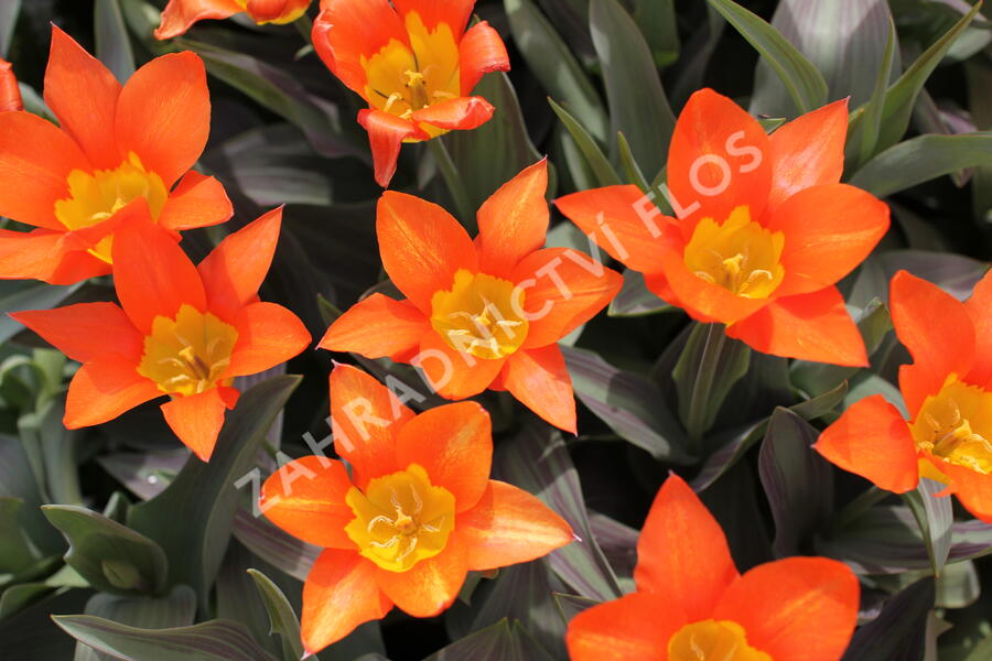 Tulipán Fosterův 'Juan' - Tulipa Fosteriana 'Juan'