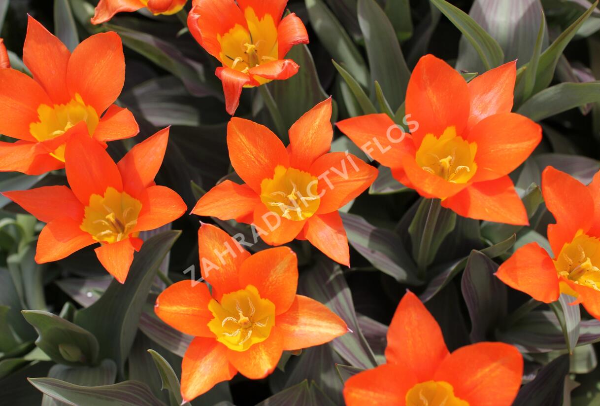 Tulipán Fosterův 'Juan' - Tulipa Fosteriana 'Juan'