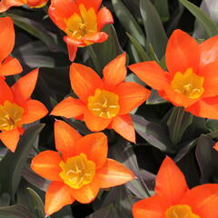 Tulipán Fosterův 'Juan' - Tulipa Fosteriana 'Juan'