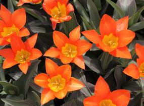 Tulipán Fosterův 'Juan' - Tulipa Fosteriana 'Juan'