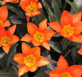 Tulipán Fosterův 'Juan' - Tulipa Fosteriana 'Juan'