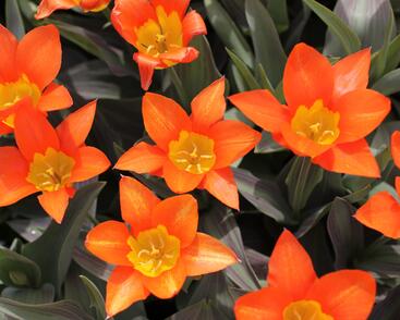 Tulipán Fosterův 'Juan'