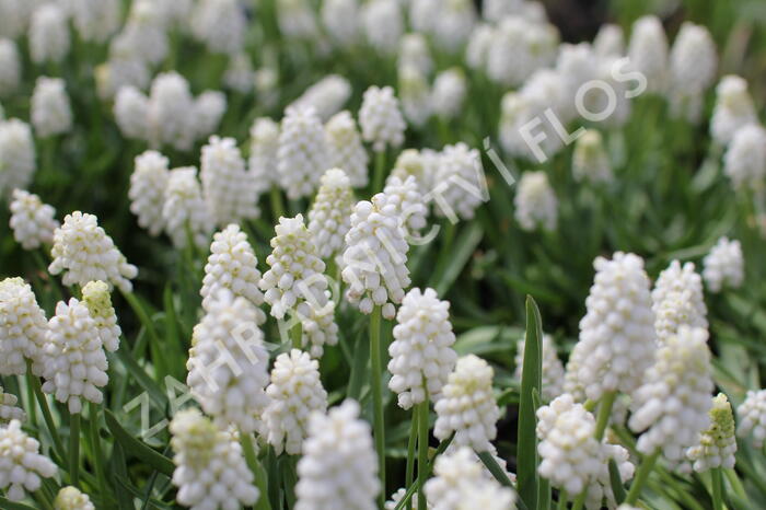Modřenec 'White Magic' - Muscari aucheri 'White Magic'