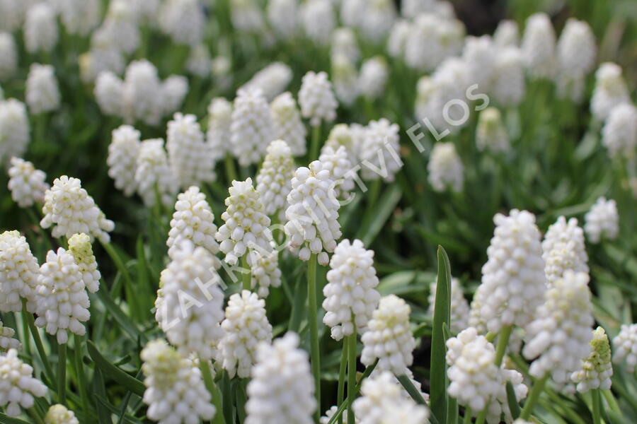 Modřenec 'White Magic' - Muscari aucheri 'White Magic'